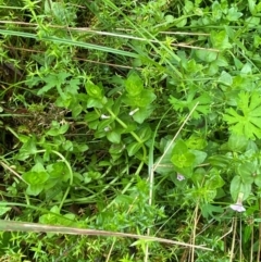 Gratiola peruviana at QPRC LGA - 16 Feb 2024