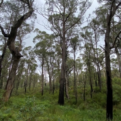 Eucalyptus fastigata (Brown Barrel) at Tallaganda State Forest - 16 Feb 2024 by Tapirlord