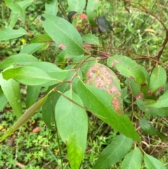 Eucalyptus fastigata at QPRC LGA - 16 Feb 2024 01:48 PM