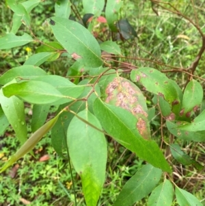 Eucalyptus fastigata at QPRC LGA - 16 Feb 2024