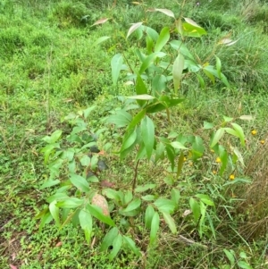 Eucalyptus fastigata at QPRC LGA - 16 Feb 2024 01:48 PM