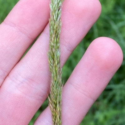 Deyeuxia quadriseta (Reed Bent) at Tallaganda State Forest - 16 Feb 2024 by Tapirlord