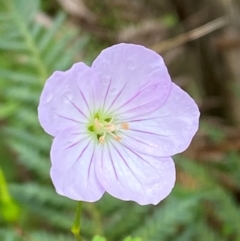 Geranium neglectum (Red-stemmed Cranesbill) at Harolds Cross, NSW - 16 Feb 2024 by Tapirlord