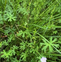 Geranium neglectum at QPRC LGA - 16 Feb 2024