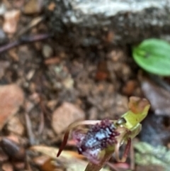 Chiloglottis reflexa (Short-clubbed Wasp Orchid) at Tallaganda State Forest - 16 Feb 2024 by Tapirlord
