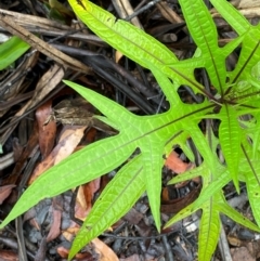 Solanum aviculare (Kangaroo Apple) at QPRC LGA - 16 Feb 2024 by Tapirlord