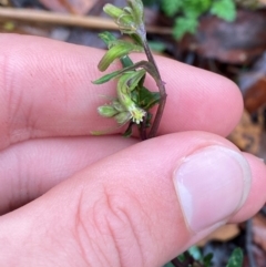 Arrhenechthites mixtus (Purple Fireweed) at Tallaganda State Forest - 16 Feb 2024 by Tapirlord