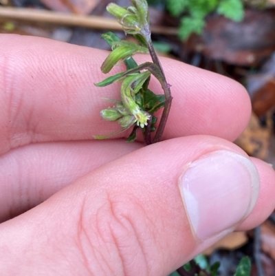 Arrhenechthites mixtus (Purple Fireweed) at Tallaganda State Forest - 16 Feb 2024 by Tapirlord