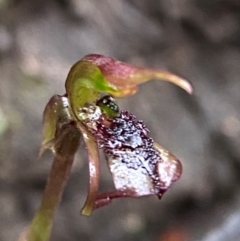Chiloglottis reflexa (Short-clubbed Wasp Orchid) at Harolds Cross, NSW - 16 Feb 2024 by Tapirlord
