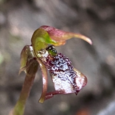 Chiloglottis reflexa (Short-clubbed Wasp Orchid) at Harolds Cross, NSW - 16 Feb 2024 by Tapirlord