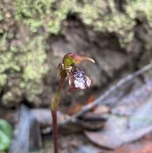 Chiloglottis reflexa at QPRC LGA - suppressed