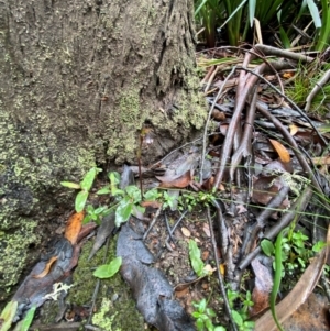 Chiloglottis reflexa at QPRC LGA - suppressed