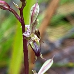 Acianthus exsertus (Large Mosquito Orchid) at Tallaganda State Forest - 16 Feb 2024 by Tapirlord
