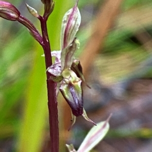 Acianthus exsertus at QPRC LGA - 16 Feb 2024