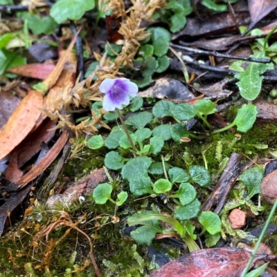 Viola hederacea (Ivy-leaved Violet) at QPRC LGA - 16 Feb 2024 by Tapirlord