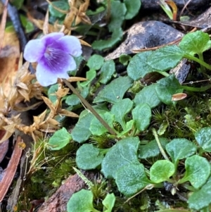 Viola hederacea at Tallaganda State Forest - 16 Feb 2024 12:17 PM