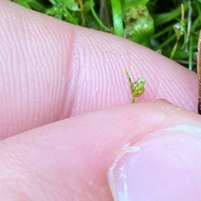 Isolepis cernua (Slender Clubrush) at Harolds Cross, NSW - 16 Feb 2024 by Tapirlord