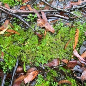 Isolepis cernua at Tallaganda State Forest - 16 Feb 2024