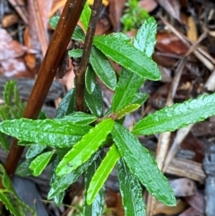 Olearia erubescens (Silky Daisybush) at Tallaganda State Forest - 16 Feb 2024 by Tapirlord