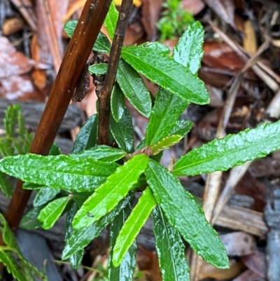 Olearia erubescens (Silky Daisybush) at Harolds Cross, NSW - 16 Feb 2024 by Tapirlord