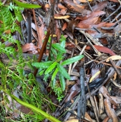 Olearia erubescens at Tallaganda State Forest - 16 Feb 2024