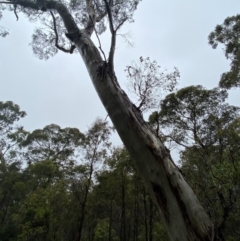 Eucalyptus dalrympleana subsp. dalrympleana (Mountain Gum) at Harolds Cross, NSW - 16 Feb 2024 by Tapirlord