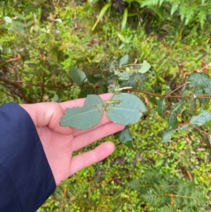 Eucalyptus dalrympleana subsp. dalrympleana at Tallaganda State Forest - 16 Feb 2024