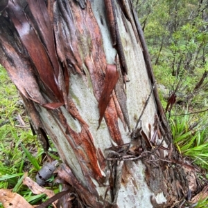 Eucalyptus dalrympleana subsp. dalrympleana at QPRC LGA - 16 Feb 2024