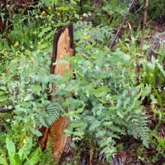 Eucalyptus dalrympleana subsp. dalrympleana at QPRC LGA - 16 Feb 2024