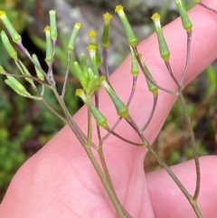 Senecio prenanthoides (Common Forest Fireweed) at Harolds Cross, NSW - 16 Feb 2024 by Tapirlord