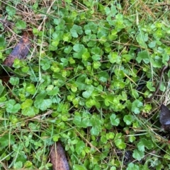 Gonocarpus micranthus subsp. micranthus (Creeping Raspwort) at Tallaganda State Forest - 16 Feb 2024 by Tapirlord