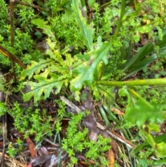 Senecio biserratus at QPRC LGA - 16 Feb 2024 11:54 AM