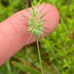 Echinopogon ovatus (Forest Hedgehog Grass) at Harolds Cross, NSW - 16 Feb 2024 by Tapirlord