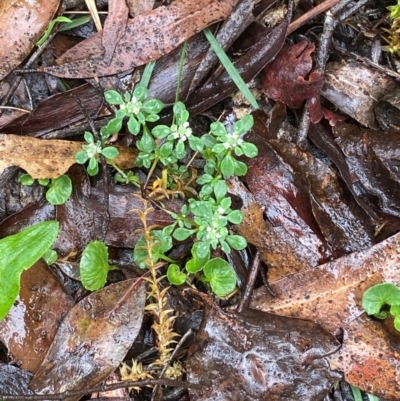 Poranthera microphylla (Small Poranthera) at Harolds Cross, NSW - 16 Feb 2024 by Tapirlord