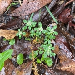 Poranthera microphylla at QPRC LGA - 16 Feb 2024