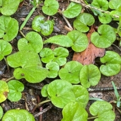 Dichondra repens (Kidney Weed) at Tallaganda State Forest - 16 Feb 2024 by Tapirlord