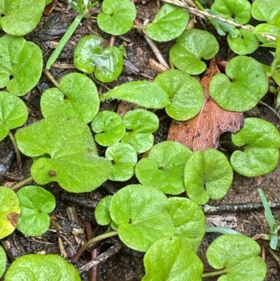 Dichondra repens (Kidney Weed) at Harolds Cross, NSW - 16 Feb 2024 by Tapirlord