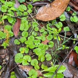 Dichondra repens at QPRC LGA - 16 Feb 2024