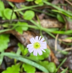 Lagenophora stipitata (Common Lagenophora) at QPRC LGA - 16 Feb 2024 by Tapirlord