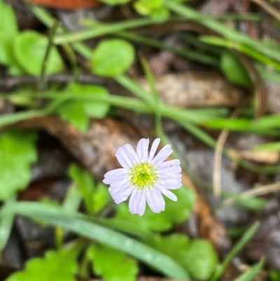 Lagenophora stipitata (Common Lagenophora) at Harolds Cross, NSW - 16 Feb 2024 by Tapirlord