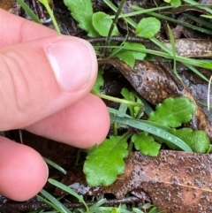 Lagenophora stipitata at Tallaganda State Forest - 16 Feb 2024