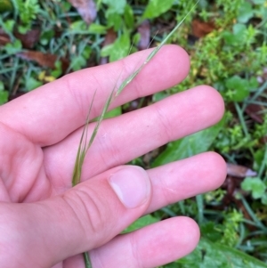 Microlaena stipoides at QPRC LGA - 16 Feb 2024