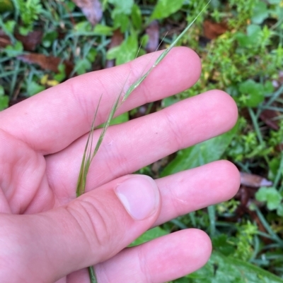 Microlaena stipoides (Weeping Grass) at Harolds Cross, NSW - 16 Feb 2024 by Tapirlord