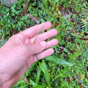 Microlaena stipoides at QPRC LGA - 16 Feb 2024