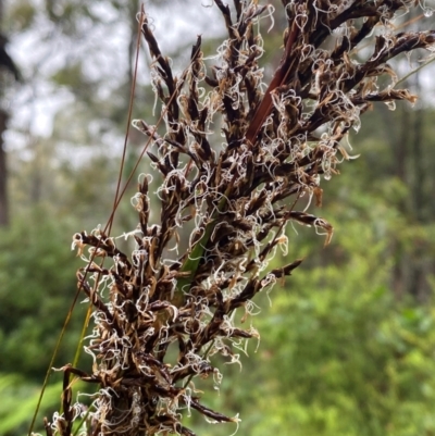 Gahnia sieberiana (Red-fruit Saw-sedge) at Harolds Cross, NSW - 16 Feb 2024 by Tapirlord