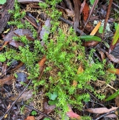 Stellaria pungens (Prickly Starwort) at Tallaganda State Forest - 16 Feb 2024 by Tapirlord