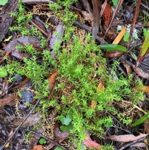 Stellaria pungens at QPRC LGA - 16 Feb 2024 11:37 AM