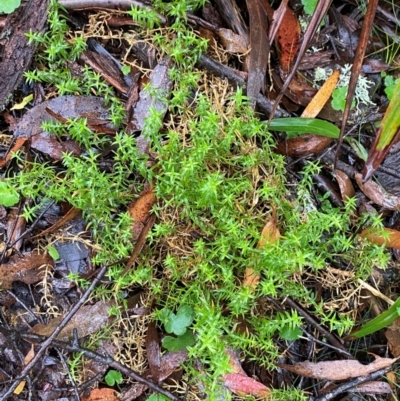 Stellaria pungens (Prickly Starwort) at Tallaganda State Forest - 16 Feb 2024 by Tapirlord