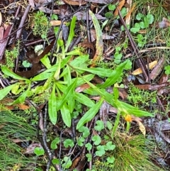 Xerochrysum bracteatum (Golden Everlasting) at Tallaganda State Forest - 16 Feb 2024 by Tapirlord
