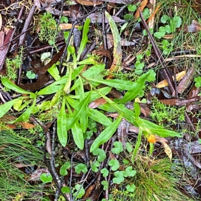 Xerochrysum bracteatum (Golden Everlasting) at Harolds Cross, NSW - 16 Feb 2024 by Tapirlord